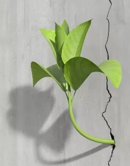 Eine Pflanze wächst aus einem Spalt in der Mauer