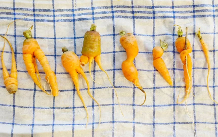 Mehrere frische Karotten, die auf einem Geschirrtuch ausgelegt ist.