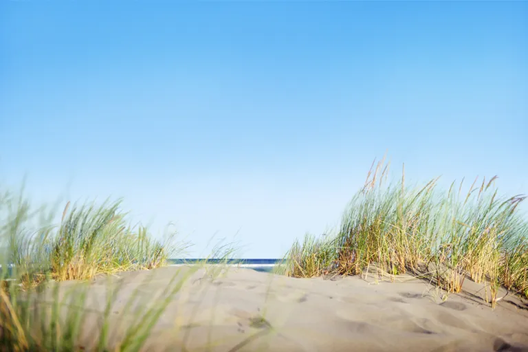 Sand und hohes Gras am Meer.