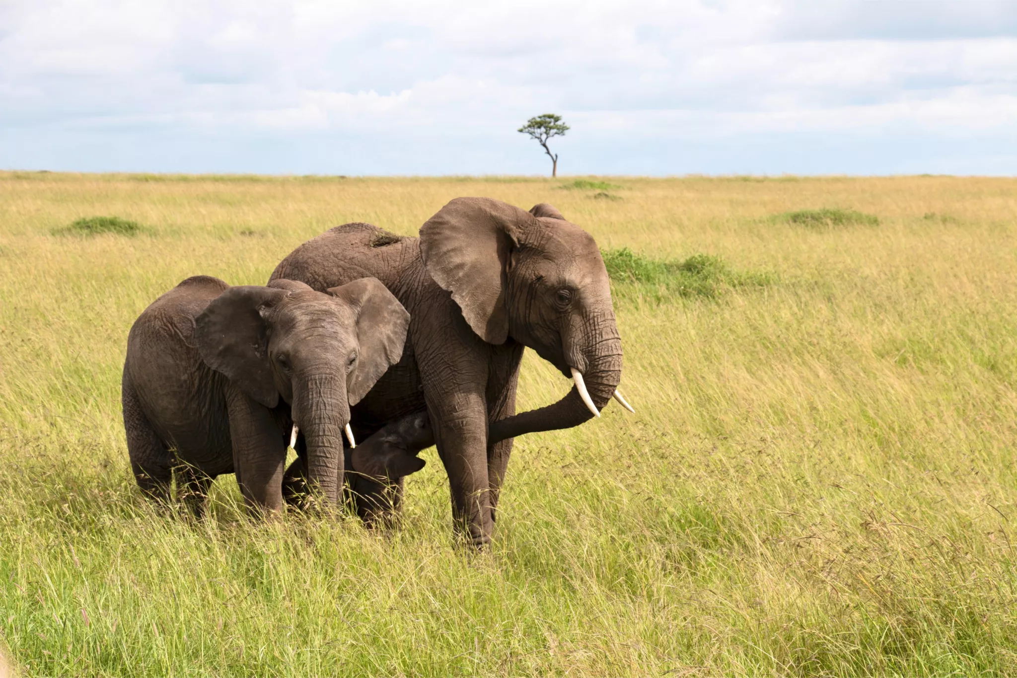 Elefanten in Landschaft